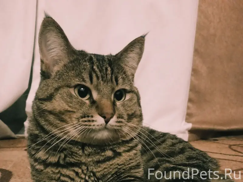 Пропал кот Буся, переулок Камский