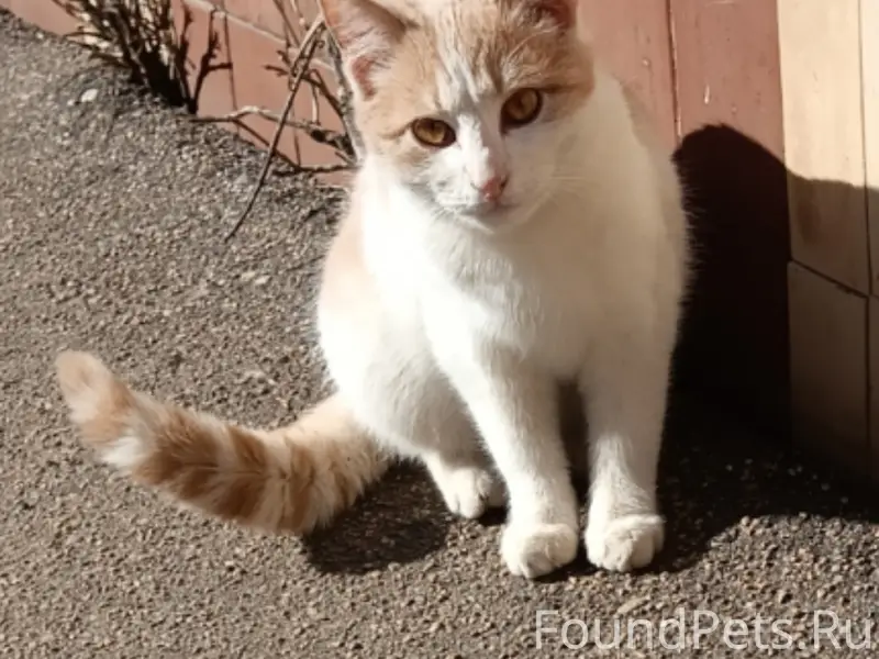 Найден котик, г. Рославль