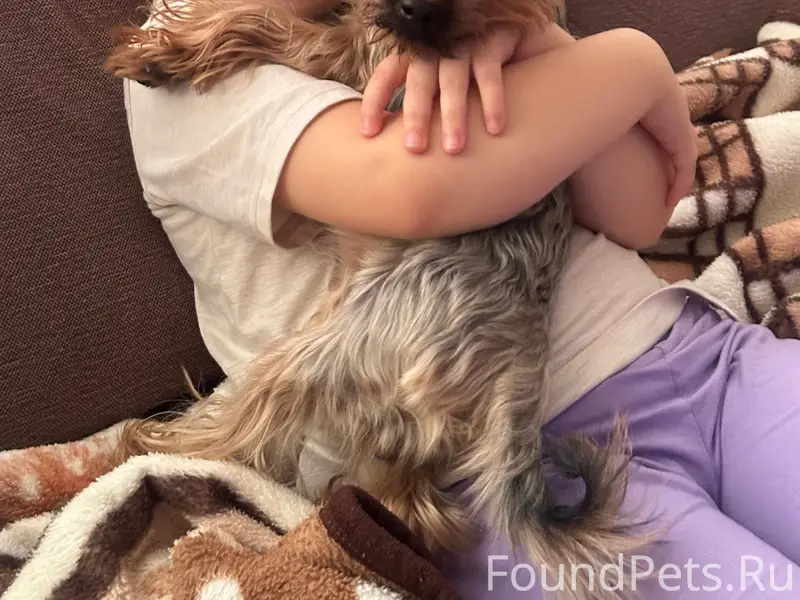 Пропал тойтерьер, пропал пёс