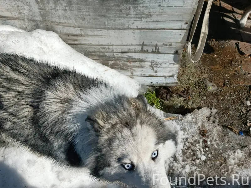 Найденная собака, место неизвестно