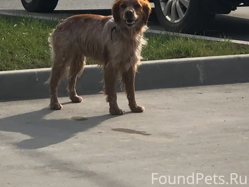 Пропала собака, г. Симферополь, улица Беспалова