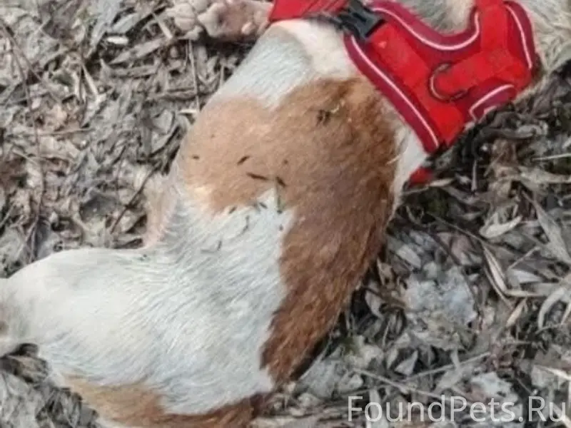 Найдена собака, Бежица, Московский микрорайон