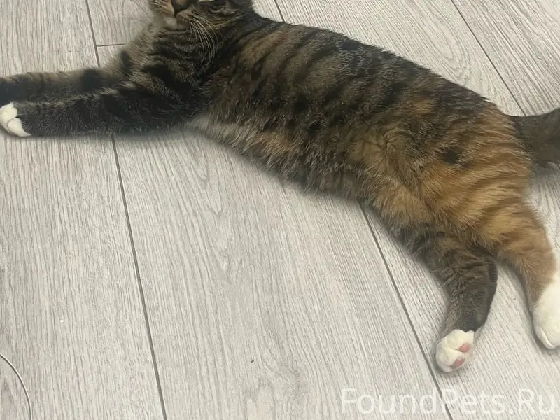 Пропала кошка Юлька, ул. Теплицкий пр-кт