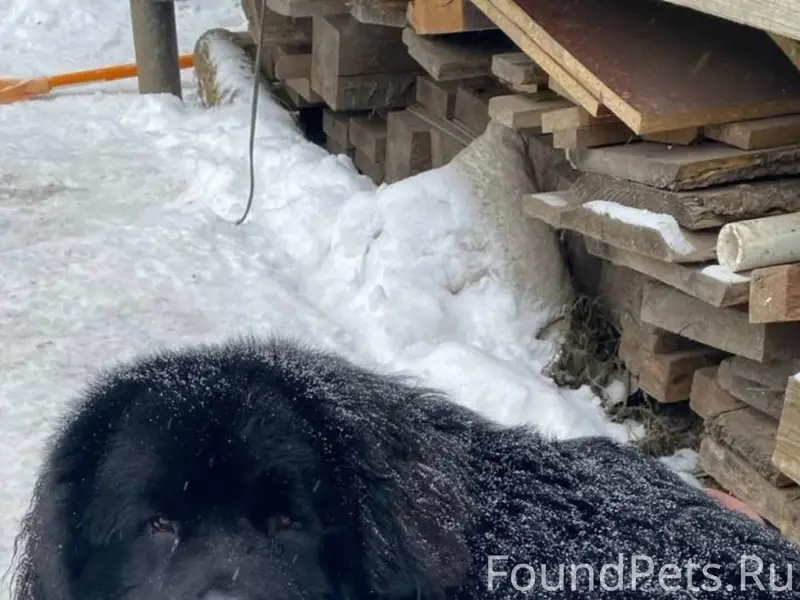 Пропал ньюфаундленд Пряник, улица Дульная