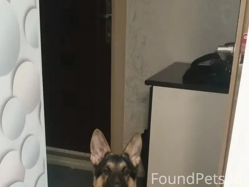 Пропал щенок, Благоленд