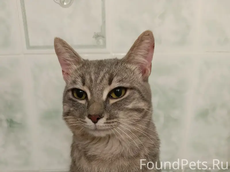 Найден кот, улица Ватутина 28/1
