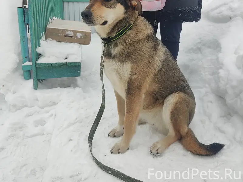Пропала собака Лада, район Окружной
