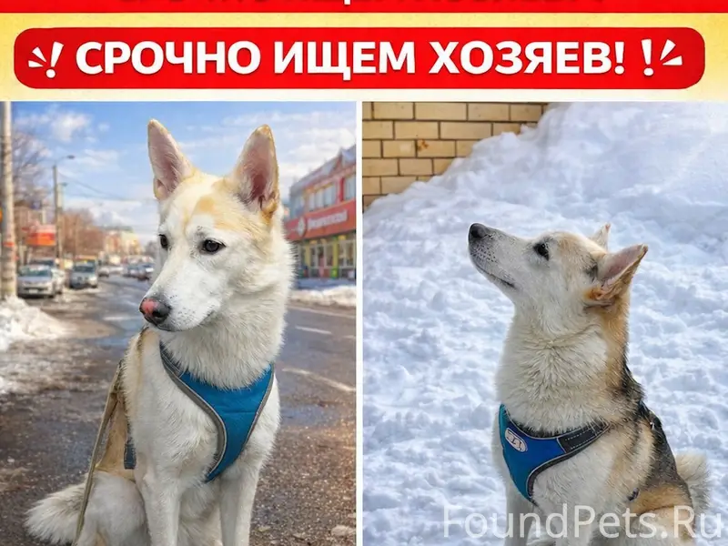 Найден кобель бело-серый, г. Цимлянское