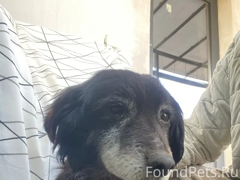 Найден старый кобель, трасса Евпатория — Симферополь