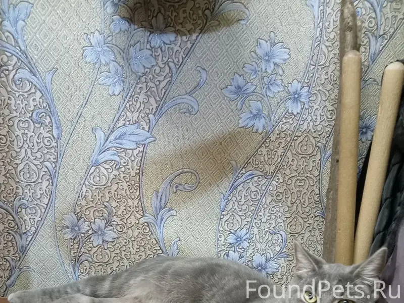 Г. Мценск на улице мира 27 потерялся кот ,серого цвета пухленький(упитанный),повадки- может скулить ,плакать,громко мяукает жалостно.На фотке он тут чутка поменьше,но все такой же ,только немного пухленький. сосед не закрыл дверь,выбежал на улицу,связаться по номеру +79051669565