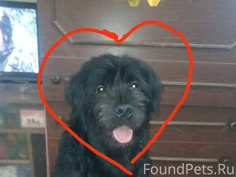 Найден пёс, бывший бездомным