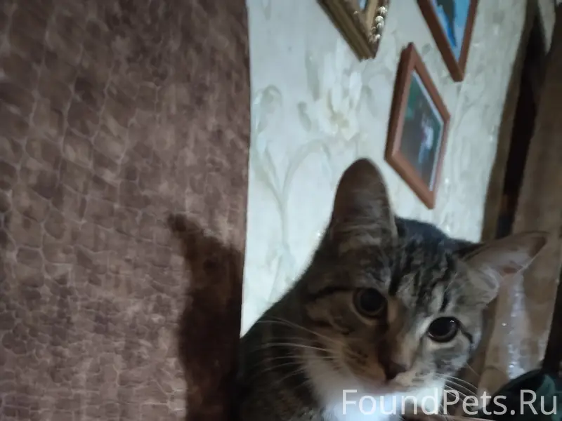 Пропал молодой котёнок, д. Медведево