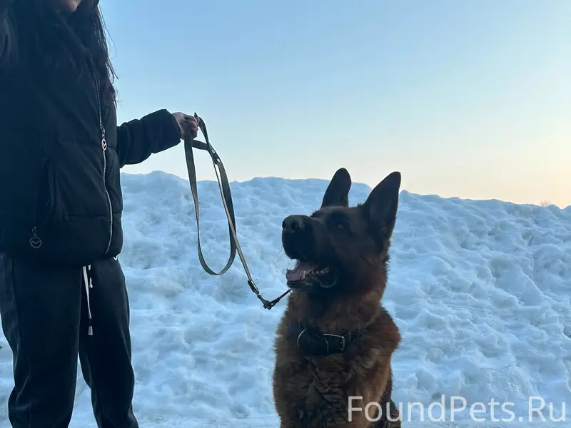 Пропала немецкая овчарка, в ошейнике