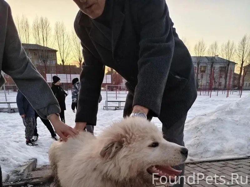 Найденна собака, возле 35 школы