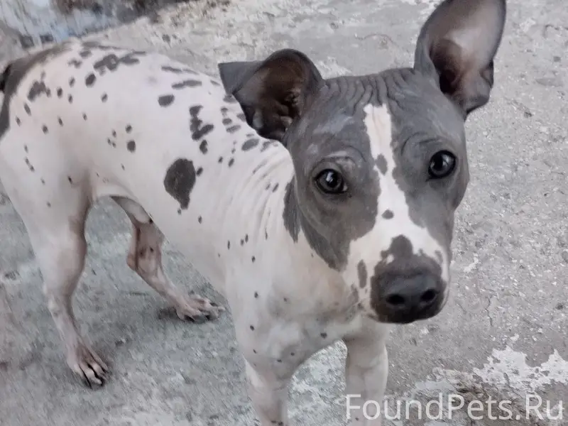 Пропал пёс, район ул. Гоголя