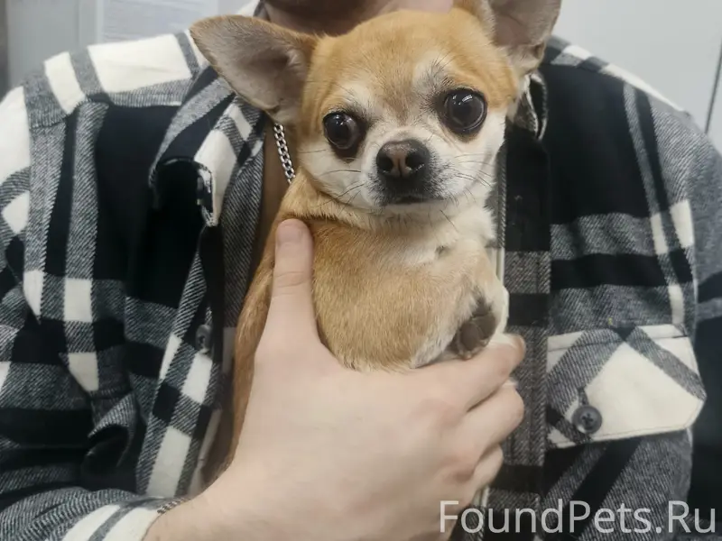 Найден щенок чихуахуа, Володарский район