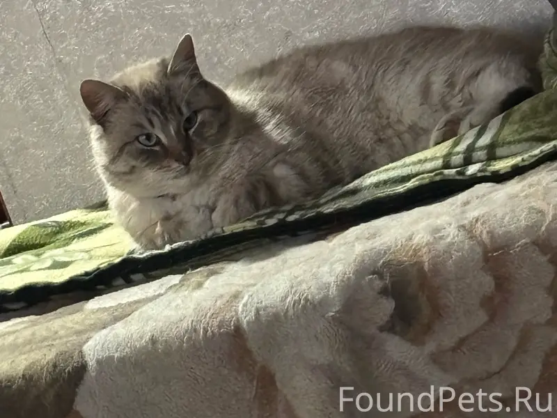 Пропал кот, свяжитесь по номеру 89539630218