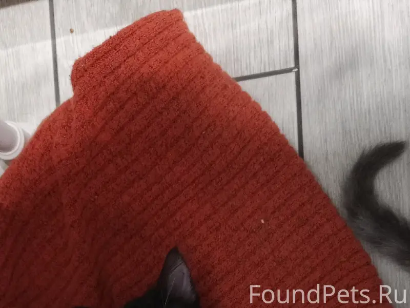 Пропал котёнок, с. Красная Зорька