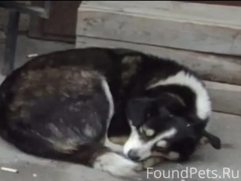 Пропали собаки, Мценск