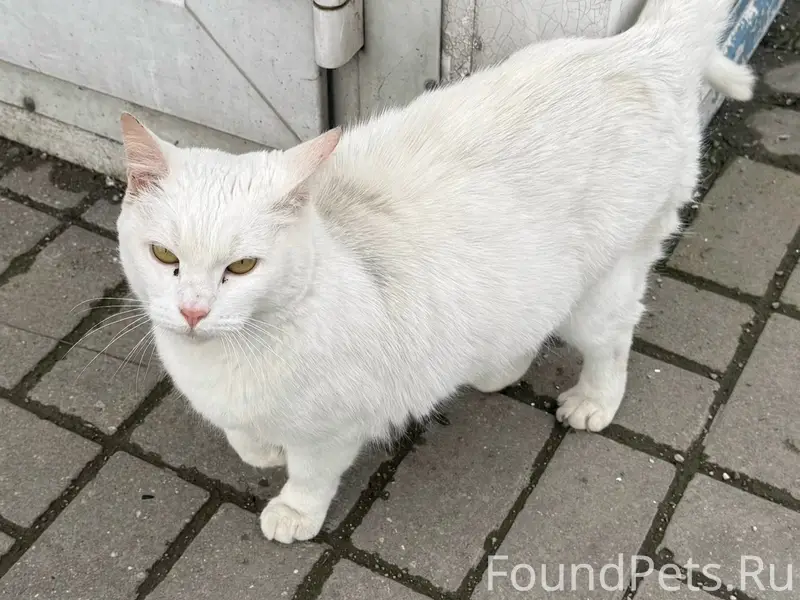 Найдена белая кошка, Новое Голубево
