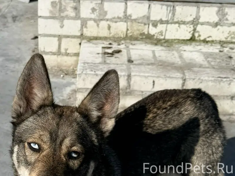 Найден метис хаски, Бежица