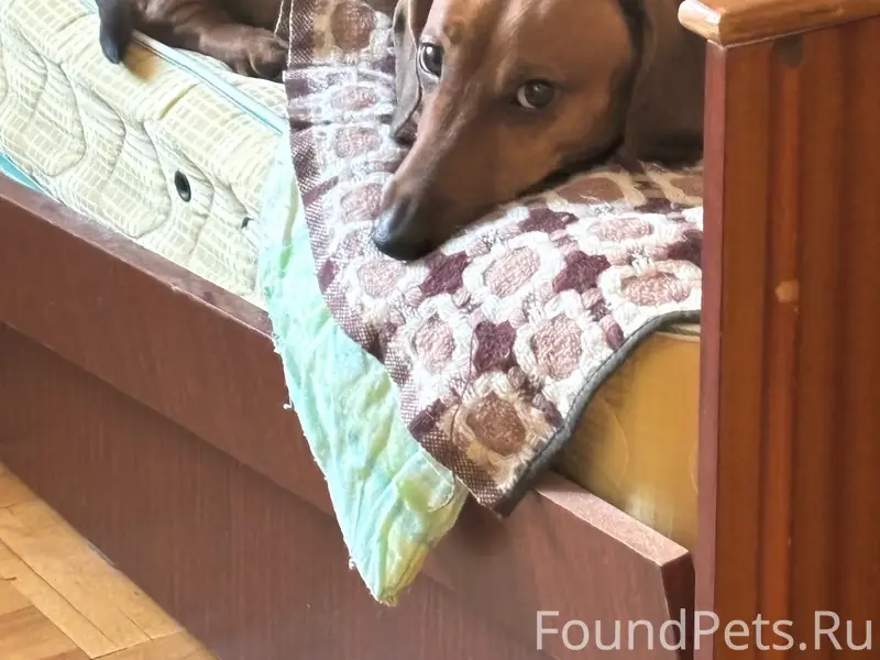 Пропала такса Морти, улица Союзная/Молодежная