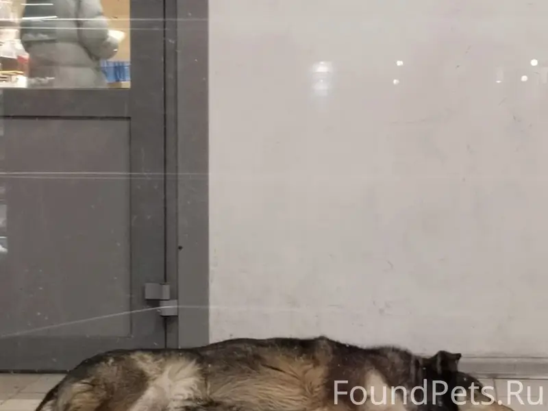 Найденна собака, Володарский район Брянска