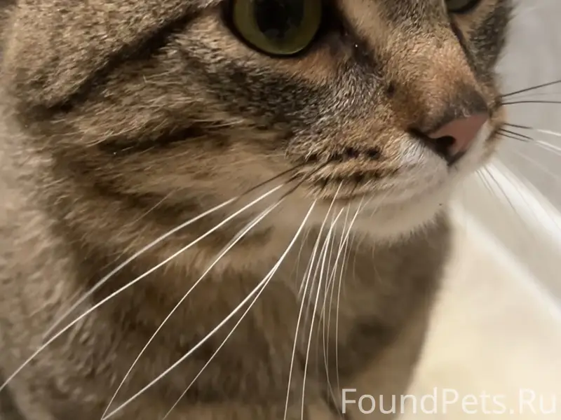Пропал кот, Сургут, ул. Калинина