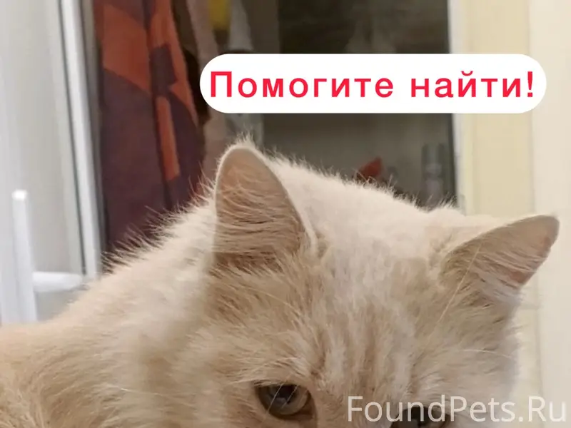 Пропал кот Мася, улица Мутнянская, Ставрополь