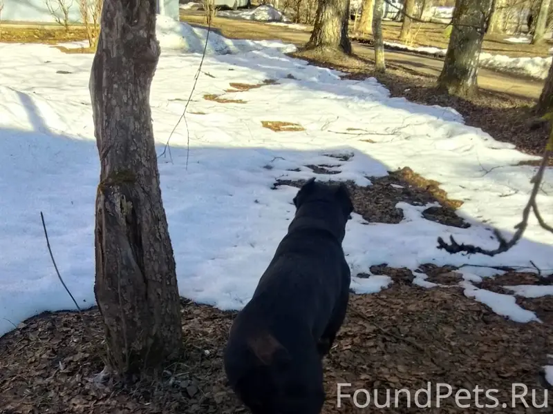 Найдена собака, Клин, военный городок