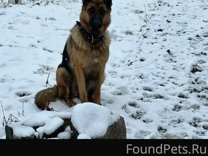 Пропала собака, около вокзала