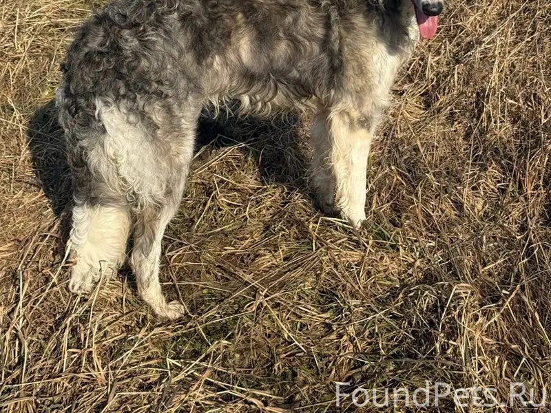 Пропала русская псовая борзая Ницца, Ломоносовский район