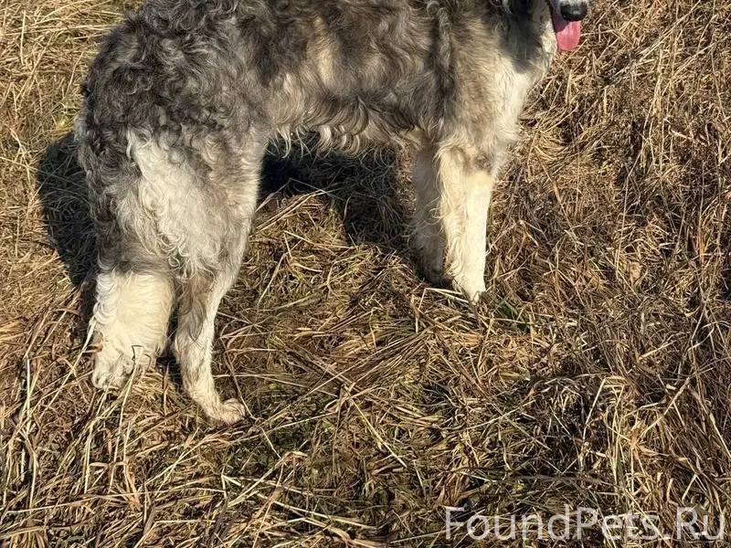 Пропала русская псовая борзая Ницца, Ломоносовский район