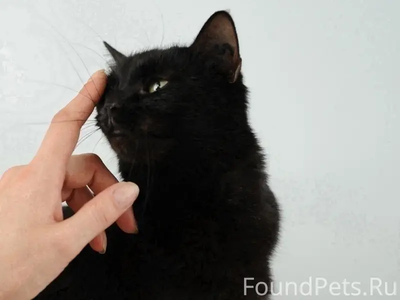 Найдена кошка Зара, г. Тольятти