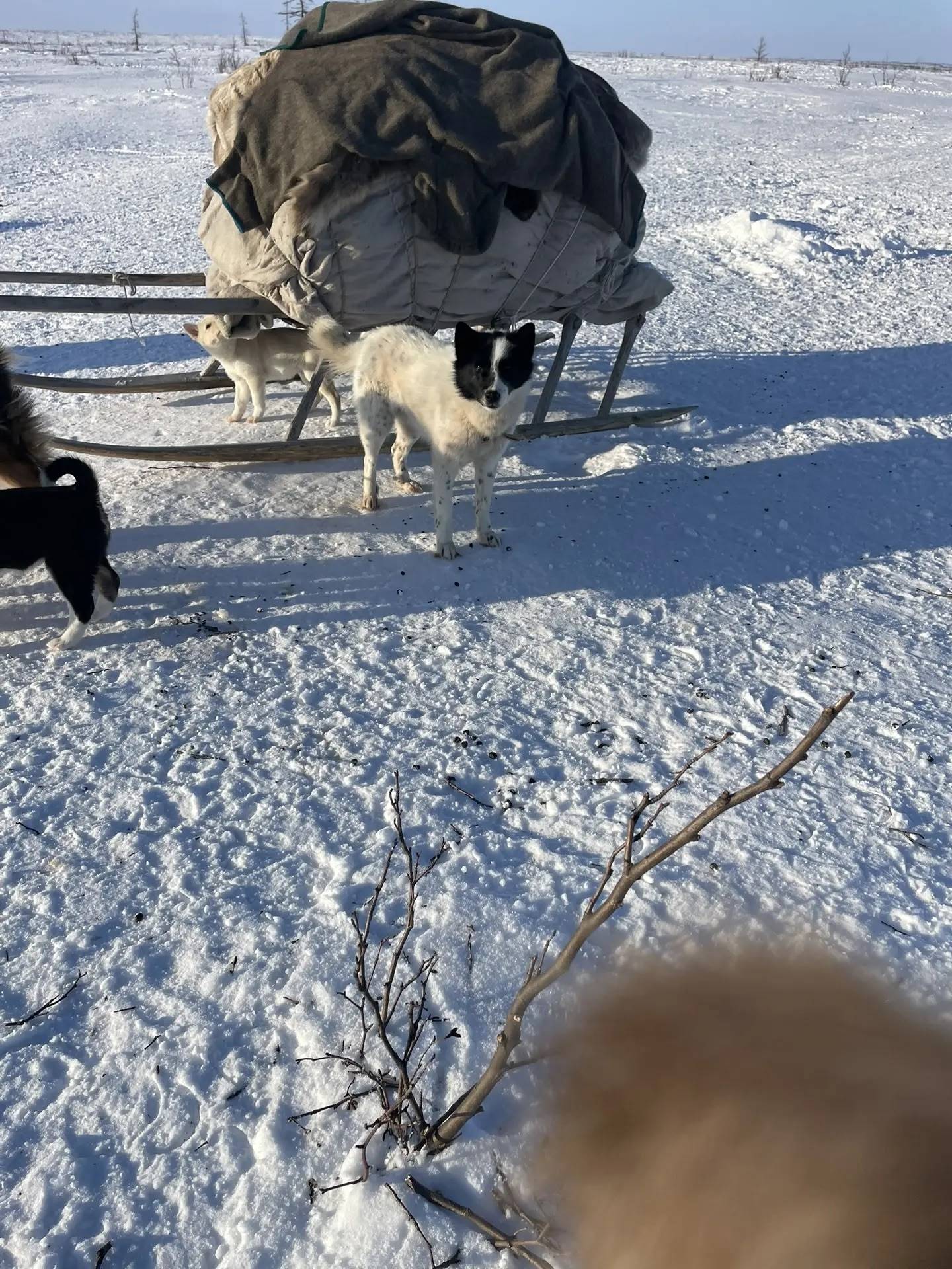 Пропал пёс, тундра