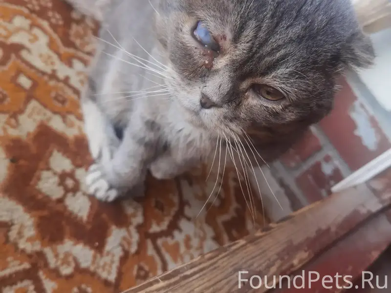 Найден кот Контокки