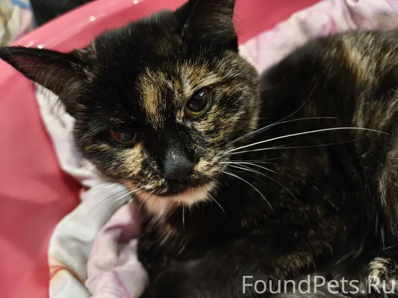 Найдена кошка, Шадринск, улица Февральская 87