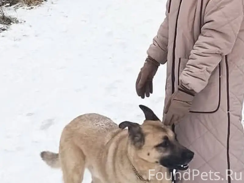 Пропал пёс Цезарь, д. Ратчино Можайского района