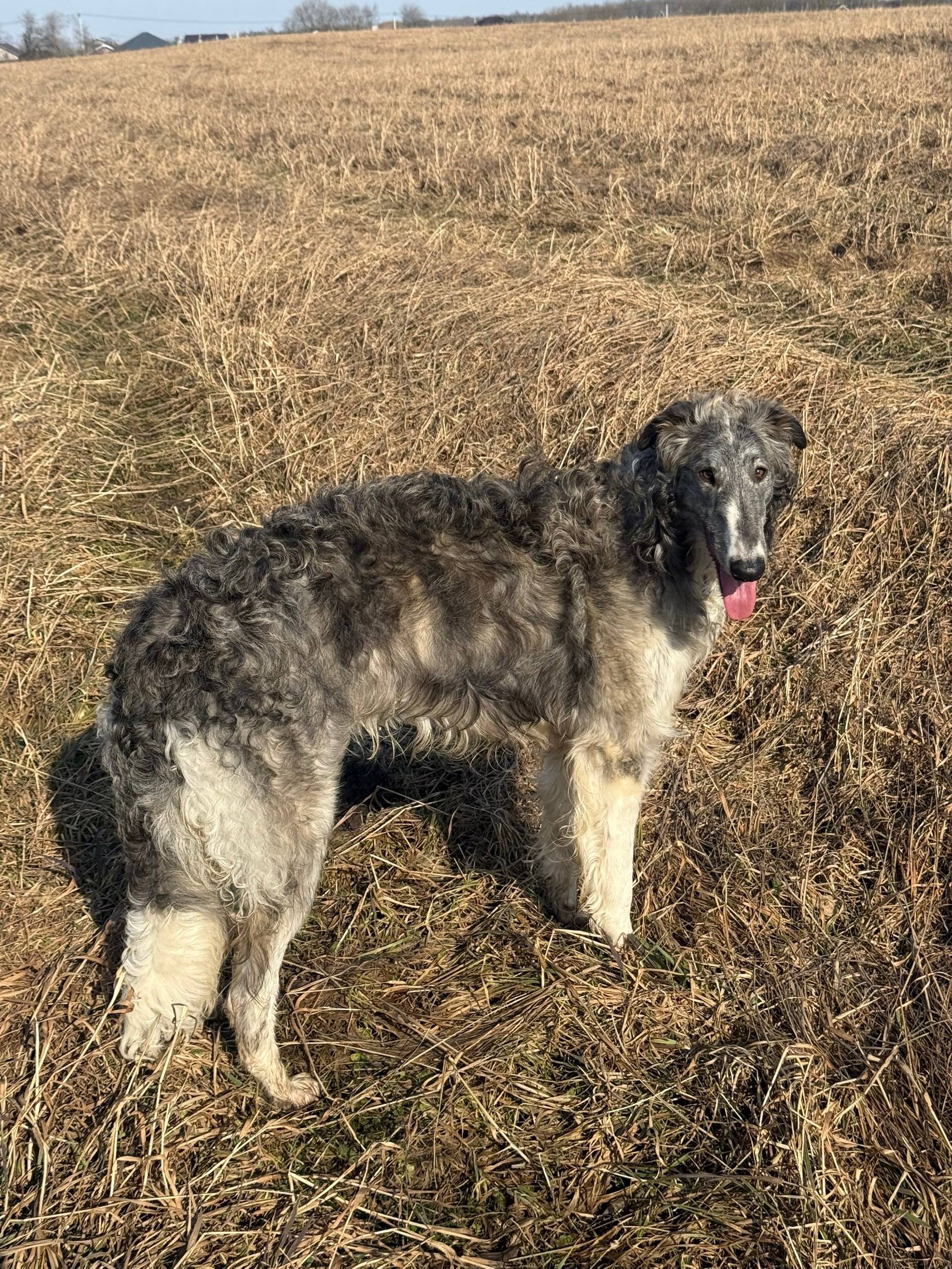 Пропала русская псовая борзая Ницца, Ломоносовский район