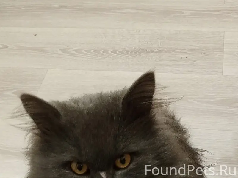 Пропал кот, улица Нансена
