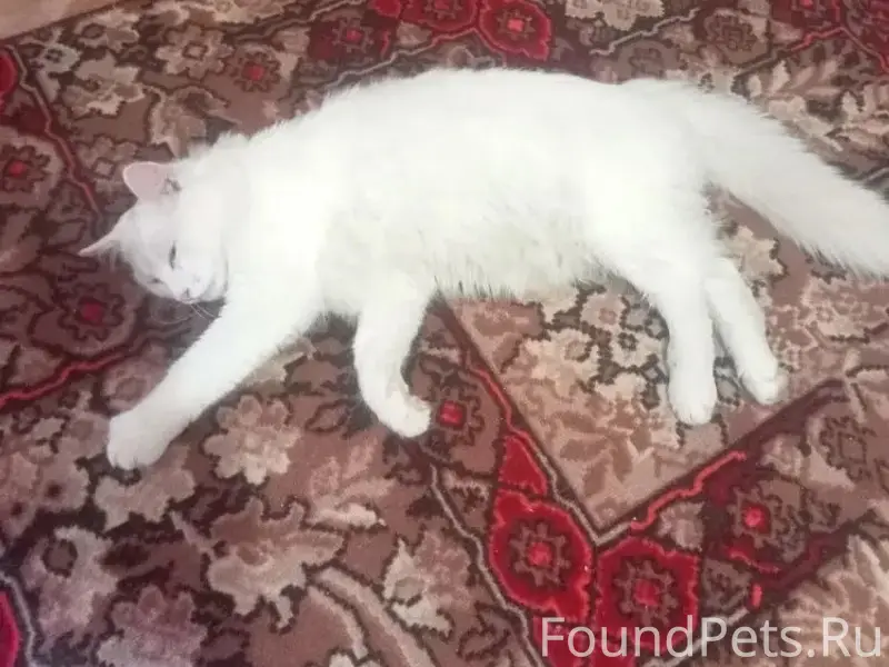 Найдена кошка