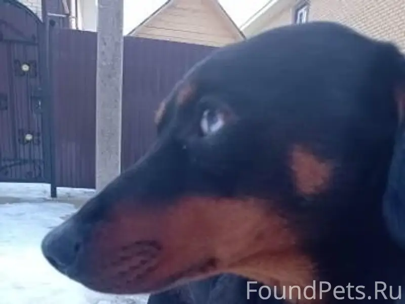 Найден кобель подпалого окраса, тупиковая улица