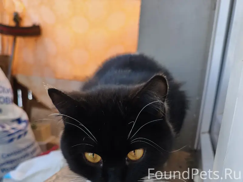 Найден котик, ласковый и контактный