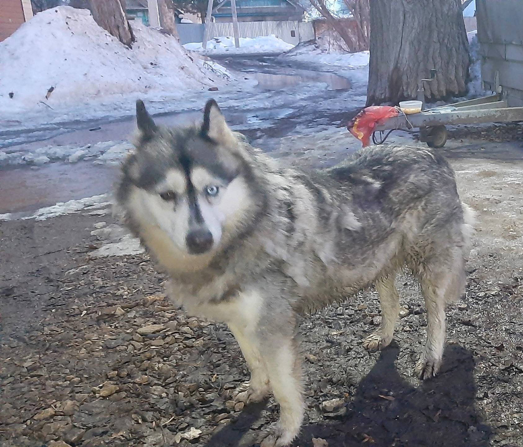 Найден хаски, Нагорная