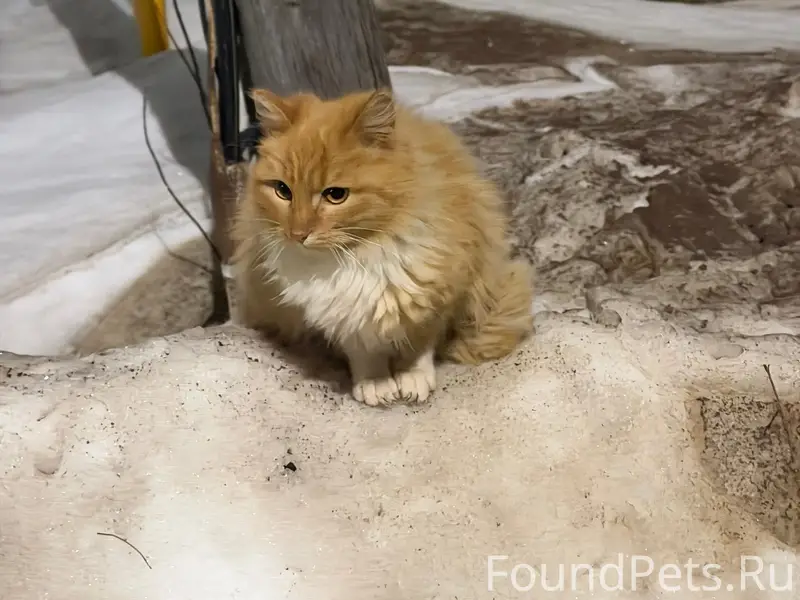 Найден котёнок, возле 2 школы