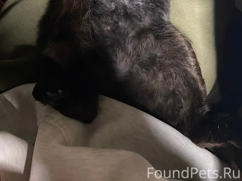 Пропала кошка Мотя, Щербинка