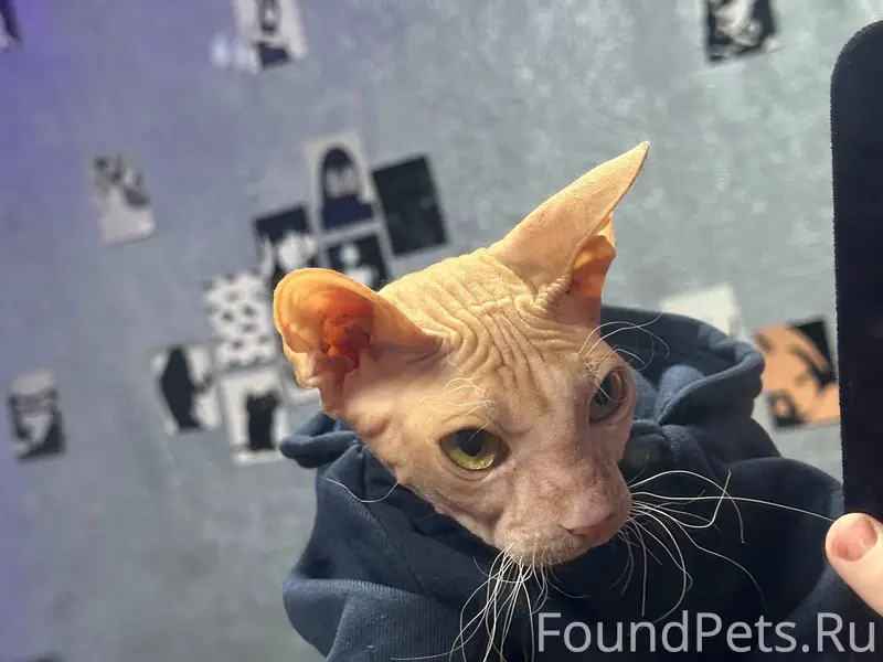 Пропала кошка Мия, сфинкс, улица Котельниково