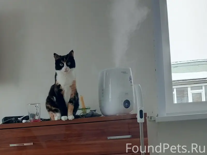 Пропала кошка кличка ЛЮСЯ