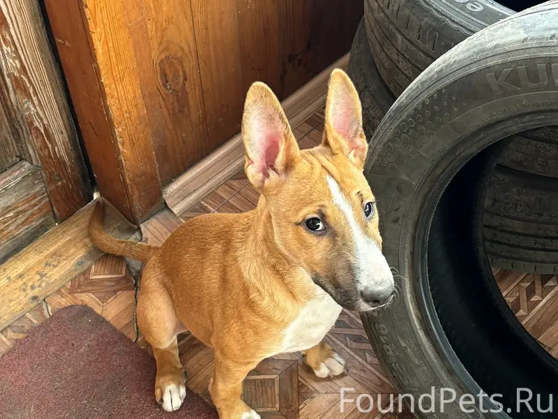 Найден щенок, Большое Полпино, Брянск