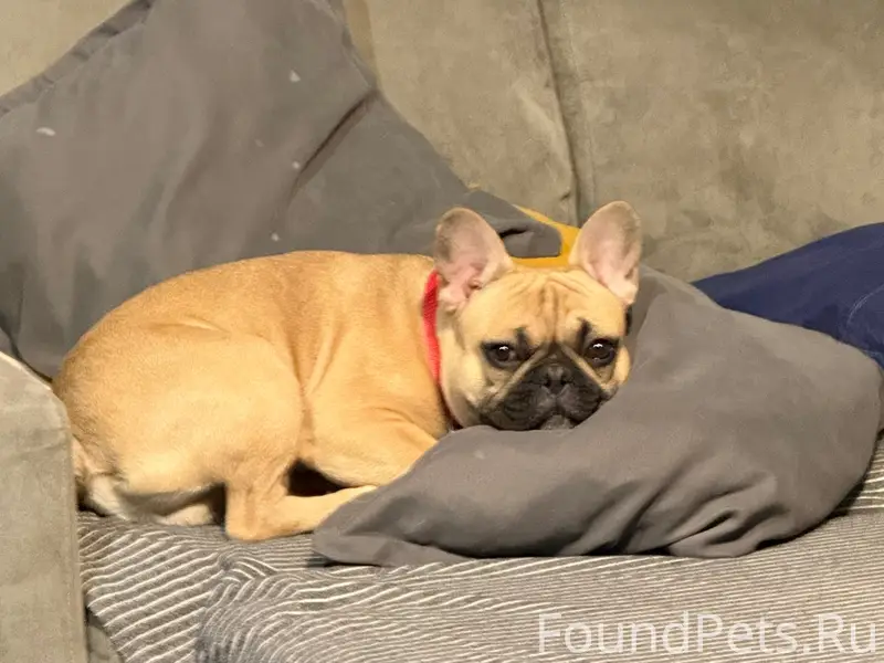 Пропали: Французский бульдог и Бассет-хаунд, Дачный проспект